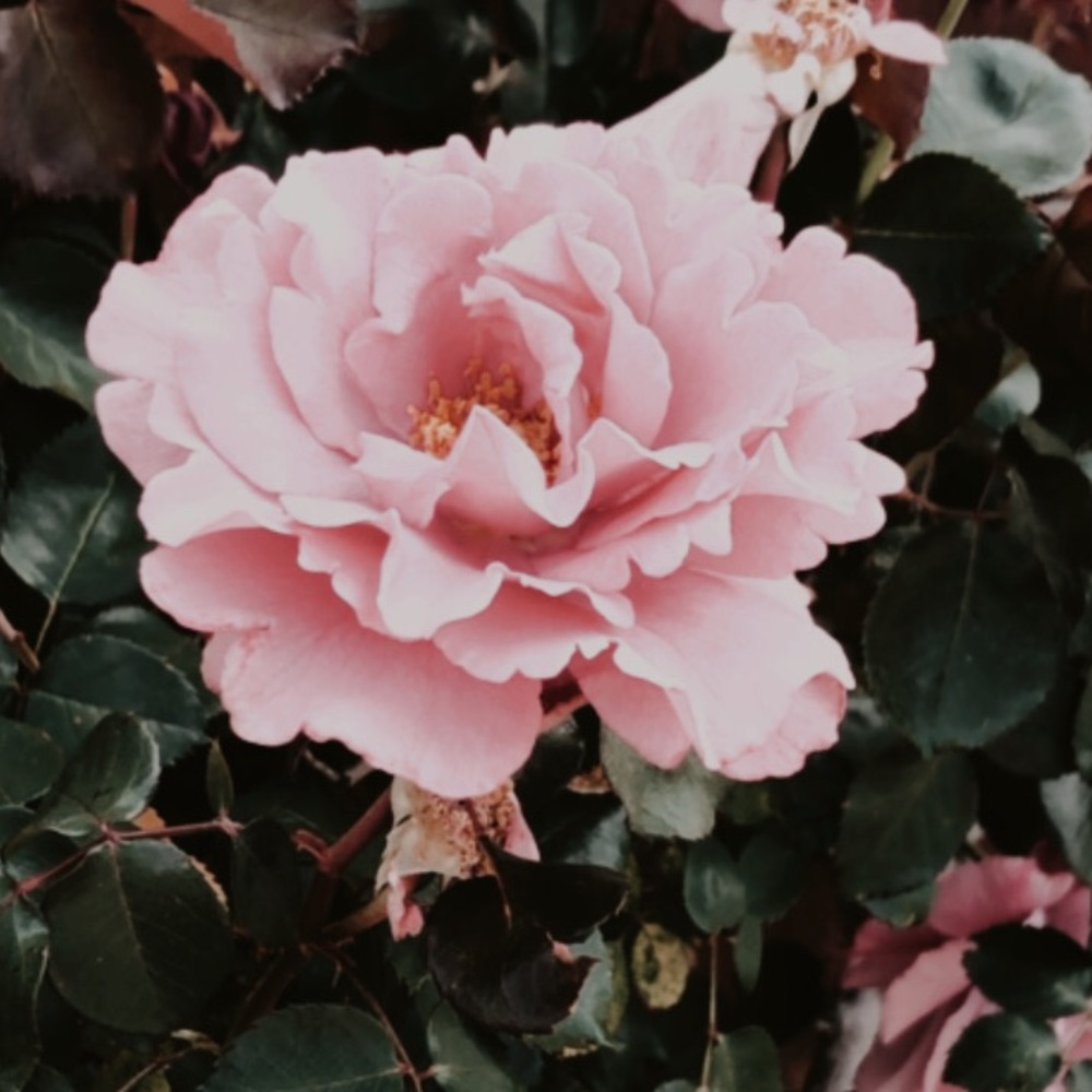 Meet your Posher, Kaitlin